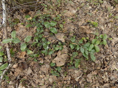 Ruscus colchicus