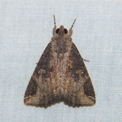 Ercheia cyllaria