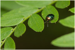Spintherophyta semiaurata