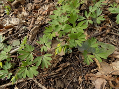 Corydalis intermedia