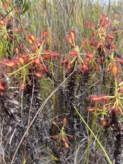 Drosera glabripes
