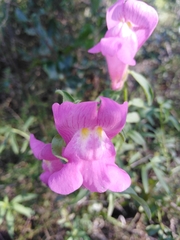 Antirrhinum