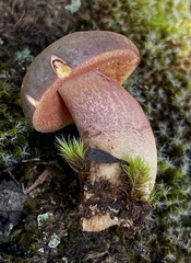 Boletus tasmanicus