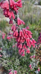 Erica strigilifolia