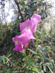 Antirrhinum