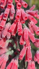 Erica strigilifolia