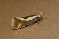 Harpella forficella