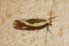 Harpella forficella