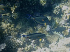Acanthurus sohal