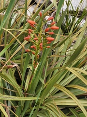 Pillansia templemannii