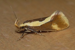 Harpella forficella