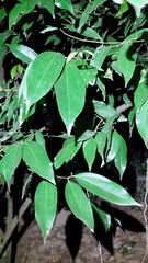 Cinnamomum burmanni