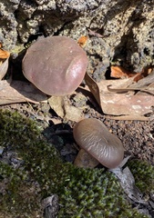 Boletus tasmanicus