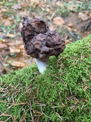 Gyromitra infula