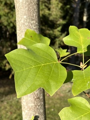 Liriodendron tulipifera