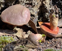 Boletus tasmanicus