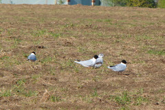 Hydrocoloeus minutus