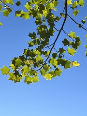 Liriodendron tulipifera