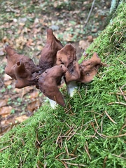 Gyromitra infula
