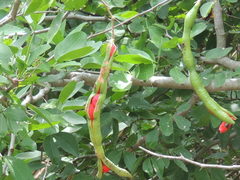 Pithecellobium lanceolatum