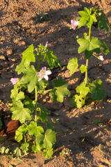 Malva weinmanniana