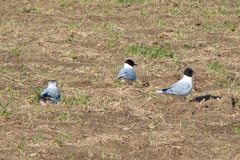 Hydrocoloeus minutus