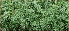 Cyperus alternifolius
