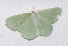 Geometra papilionaria