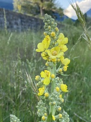 Verbascum lychnitis
