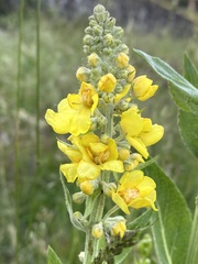 Verbascum lychnitis
