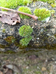 Grimmia pulvinata