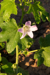 Malva weinmanniana