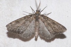 Tephronia sepiaria
