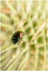 Spintherophyta semiaurata