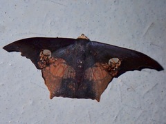 Timandromorpha energes