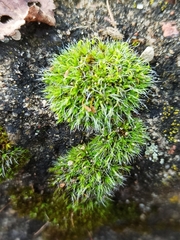 Grimmia pulvinata