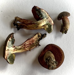 Boletus tasmanicus