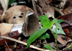 Mycalesis anaxias