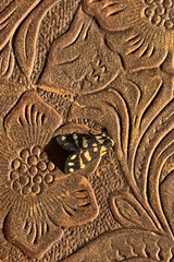 Lepidoptera