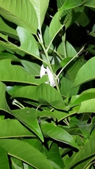 Magnolia denudata
