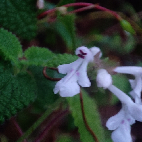 Stachys aethiopica image