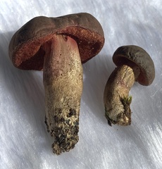 Boletus tasmanicus