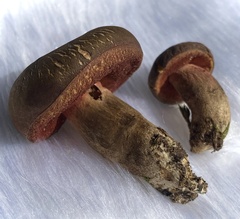 Boletus tasmanicus