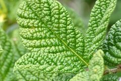 Tocoyena bullata