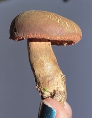 Boletus tasmanicus