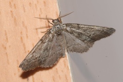 Tephronia sepiaria