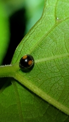Cryptogonus orbiculus