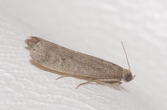 Eccopisa effractella