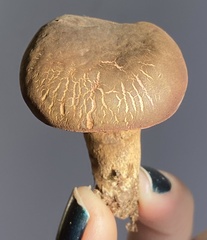 Boletus tasmanicus