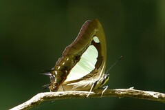 Polyura athamas